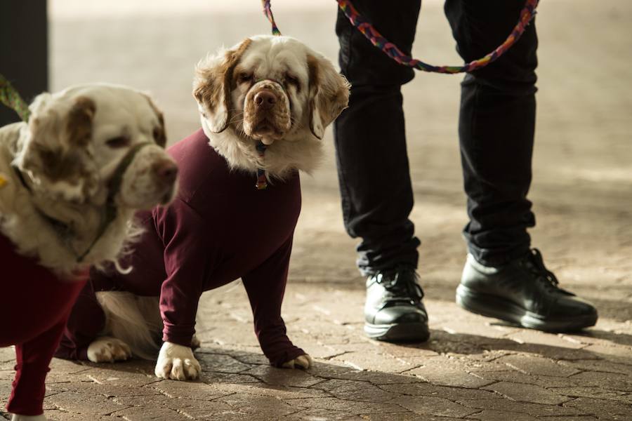 Crufts, la exposición canina más grande del mundo, se inauguró el jueves en Birmingham, Inglaterra, con más de 200 razas con la esperanza de obtener el principal premio 'Best in Show'. Esta será la 128 edición del evento que atrajo a nada menos que 21.000 perros el año pasado, toda una locura. Los participantes compiten en una amplia gama de actividades que incluyen agilidad y flyball.