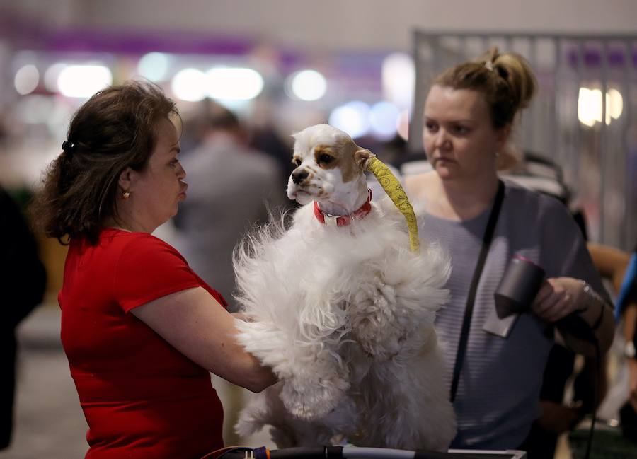 Crufts, la exposición canina más grande del mundo, se inauguró el jueves en Birmingham, Inglaterra, con más de 200 razas con la esperanza de obtener el principal premio 'Best in Show'. Esta será la 128 edición del evento que atrajo a nada menos que 21.000 perros el año pasado, toda una locura. Los participantes compiten en una amplia gama de actividades que incluyen agilidad y flyball.