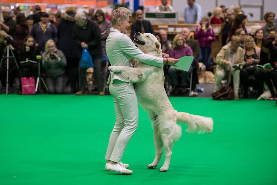 Crufts, la exposición canina más grande del mundo, se inauguró el jueves en Birmingham, Inglaterra, con más de 200 razas con la esperanza de obtener el principal premio 'Best in Show'. Esta será la 128 edición del evento que atrajo a nada menos que 21.000 perros el año pasado, toda una locura. Los participantes compiten en una amplia gama de actividades que incluyen agilidad y flyball.