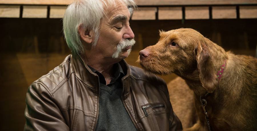 Crufts, la exposición canina más grande del mundo, se inauguró el jueves en Birmingham, Inglaterra, con más de 200 razas con la esperanza de obtener el principal premio 'Best in Show'. Esta será la 128 edición del evento que atrajo a nada menos que 21.000 perros el año pasado, toda una locura. Los participantes compiten en una amplia gama de actividades que incluyen agilidad y flyball.