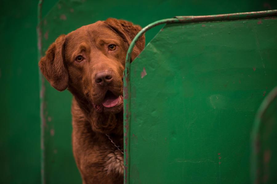 Crufts, la exposición canina más grande del mundo, se inauguró el jueves en Birmingham, Inglaterra, con más de 200 razas con la esperanza de obtener el principal premio 'Best in Show'. Esta será la 128 edición del evento que atrajo a nada menos que 21.000 perros el año pasado, toda una locura. Los participantes compiten en una amplia gama de actividades que incluyen agilidad y flyball.