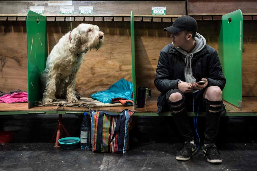 Crufts, la exposición canina más grande del mundo, se inauguró el jueves en Birmingham, Inglaterra, con más de 200 razas con la esperanza de obtener el principal premio 'Best in Show'. Esta será la 128 edición del evento que atrajo a nada menos que 21.000 perros el año pasado, toda una locura. Los participantes compiten en una amplia gama de actividades que incluyen agilidad y flyball.