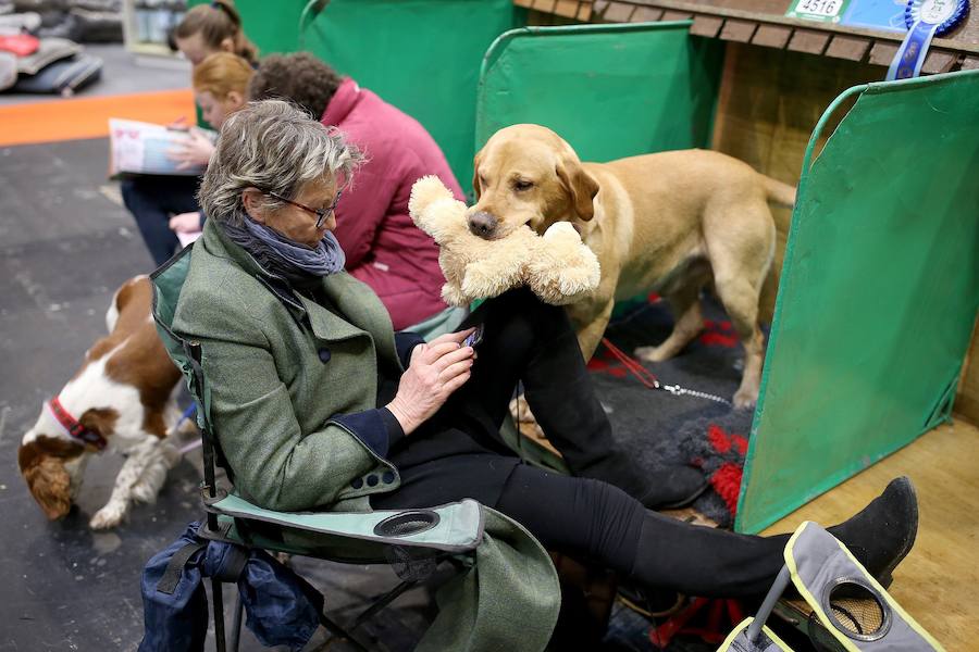 Crufts, la exposición canina más grande del mundo, se inauguró el jueves en Birmingham, Inglaterra, con más de 200 razas con la esperanza de obtener el principal premio 'Best in Show'. Esta será la 128 edición del evento que atrajo a nada menos que 21.000 perros el año pasado, toda una locura. Los participantes compiten en una amplia gama de actividades que incluyen agilidad y flyball.