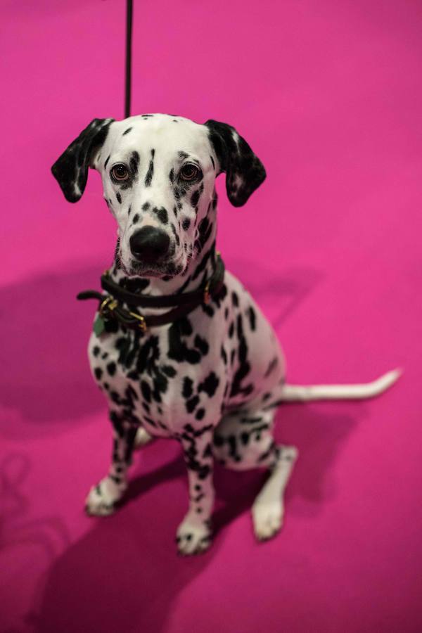 Crufts, la exposición canina más grande del mundo, se inauguró el jueves en Birmingham, Inglaterra, con más de 200 razas con la esperanza de obtener el principal premio 'Best in Show'. Esta será la 128 edición del evento que atrajo a nada menos que 21.000 perros el año pasado, toda una locura. Los participantes compiten en una amplia gama de actividades que incluyen agilidad y flyball.