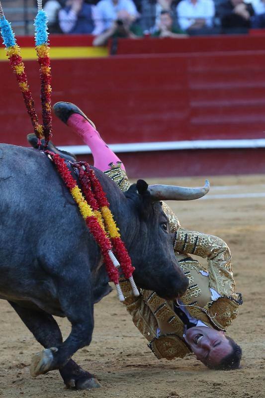 El segundo toro de la tarde de la  primera corrida de la Feria de Fallas de Valencia , llamado el Enterado, abrió el frasco de las emociones fuertes y en un plis plas atrapó de mala manera a Octavio Chacón y le hirió en la bolsa testicular, zona de tan mala prensa en la actualidad como imprescindible para bregar con los toros y hasta con la vida. Aguantó en el ruedo estoico y entero hasta rematar de un estoconazo digno del cincel de Benlliure. Logró un oreja y ovación con saludos en la primera corrida de la Feria de Fallas en Valencia.