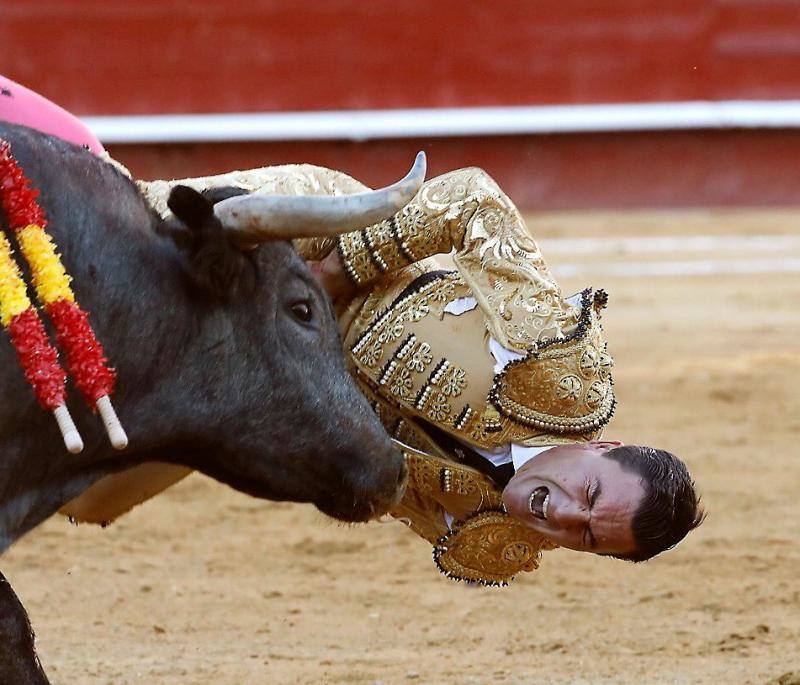 El segundo toro de la tarde de la  primera corrida de la Feria de Fallas de Valencia , llamado el Enterado, abrió el frasco de las emociones fuertes y en un plis plas atrapó de mala manera a Octavio Chacón y le hirió en la bolsa testicular, zona de tan mala prensa en la actualidad como imprescindible para bregar con los toros y hasta con la vida. Aguantó en el ruedo estoico y entero hasta rematar de un estoconazo digno del cincel de Benlliure. Logró un oreja y ovación con saludos en la primera corrida de la Feria de Fallas en Valencia.