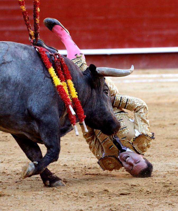 El segundo toro de la tarde de la  primera corrida de la Feria de Fallas de Valencia , llamado el Enterado, abrió el frasco de las emociones fuertes y en un plis plas atrapó de mala manera a Octavio Chacón y le hirió en la bolsa testicular, zona de tan mala prensa en la actualidad como imprescindible para bregar con los toros y hasta con la vida. Aguantó en el ruedo estoico y entero hasta rematar de un estoconazo digno del cincel de Benlliure. Logró un oreja y ovación con saludos en la primera corrida de la Feria de Fallas en Valencia.