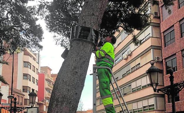 Un operario aplica el tratamiento en un pino.