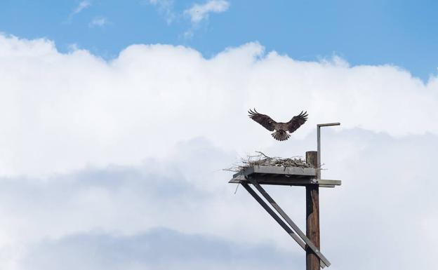 Ejemplar de águila pescadora. 