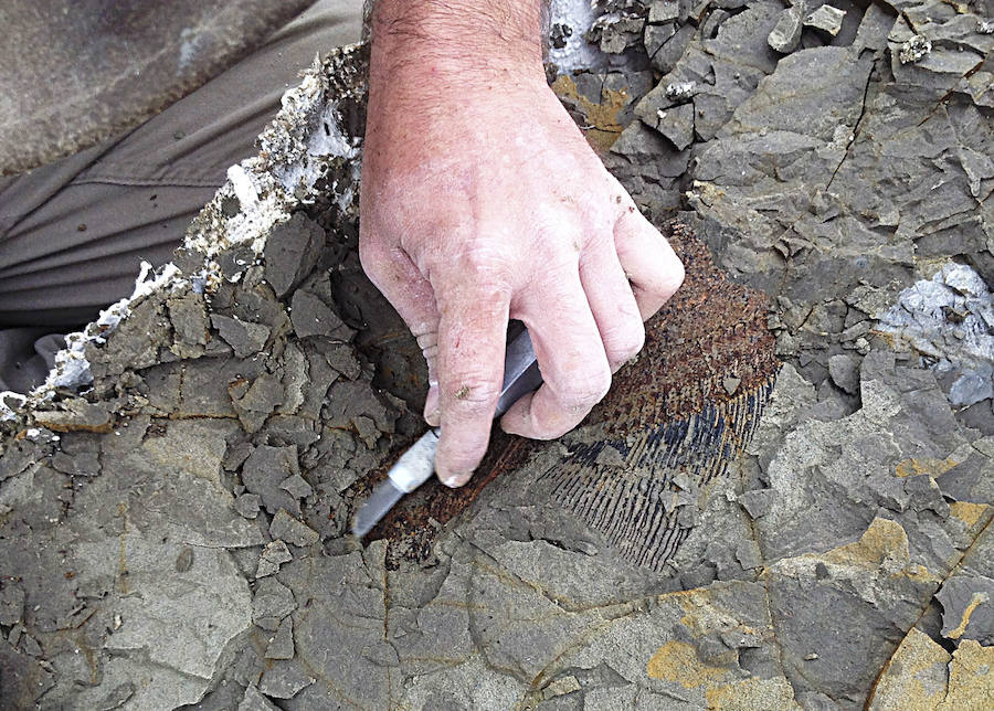 Fotos: Hallan un cementerio de víctimas del meteorito que terminó con los dinosaurios