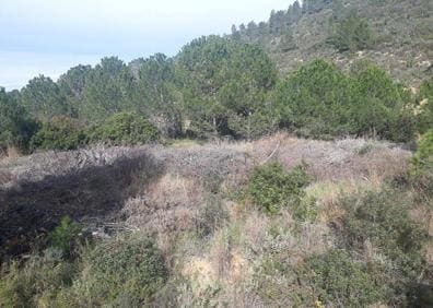 Imagen secundaria 1 - 1. Un cultivo que frenó el avance de un incendio forestal. 2. Maleza seca en un campo abandonado de Benifairó. 3. Varias ramas sin retirar en un paraje de Villalonga. 