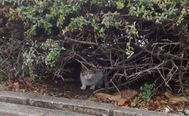 Madre de los tres gatos asesisandos. 