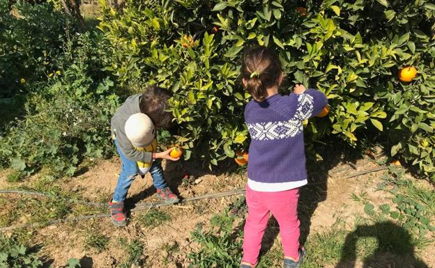 Dos niños disfrutan recolectando el naranjo apadrinado de su padres en Manises.