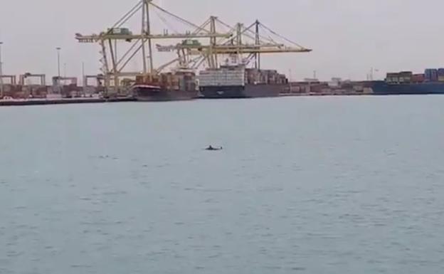 En el centro de la imagen, uno de los delfines en el Puerto de Valencia. 