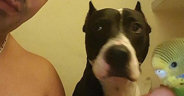 Tyson, el perro fallecido. 