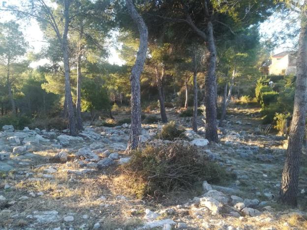 Trabajos de protección forestal realizados en Marxuquera. 