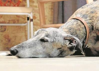 Imagen secundaria 1 - Fernando Abellanas y sus dos galgos. 