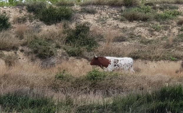 Uno de los toros vistos en Carlet. 