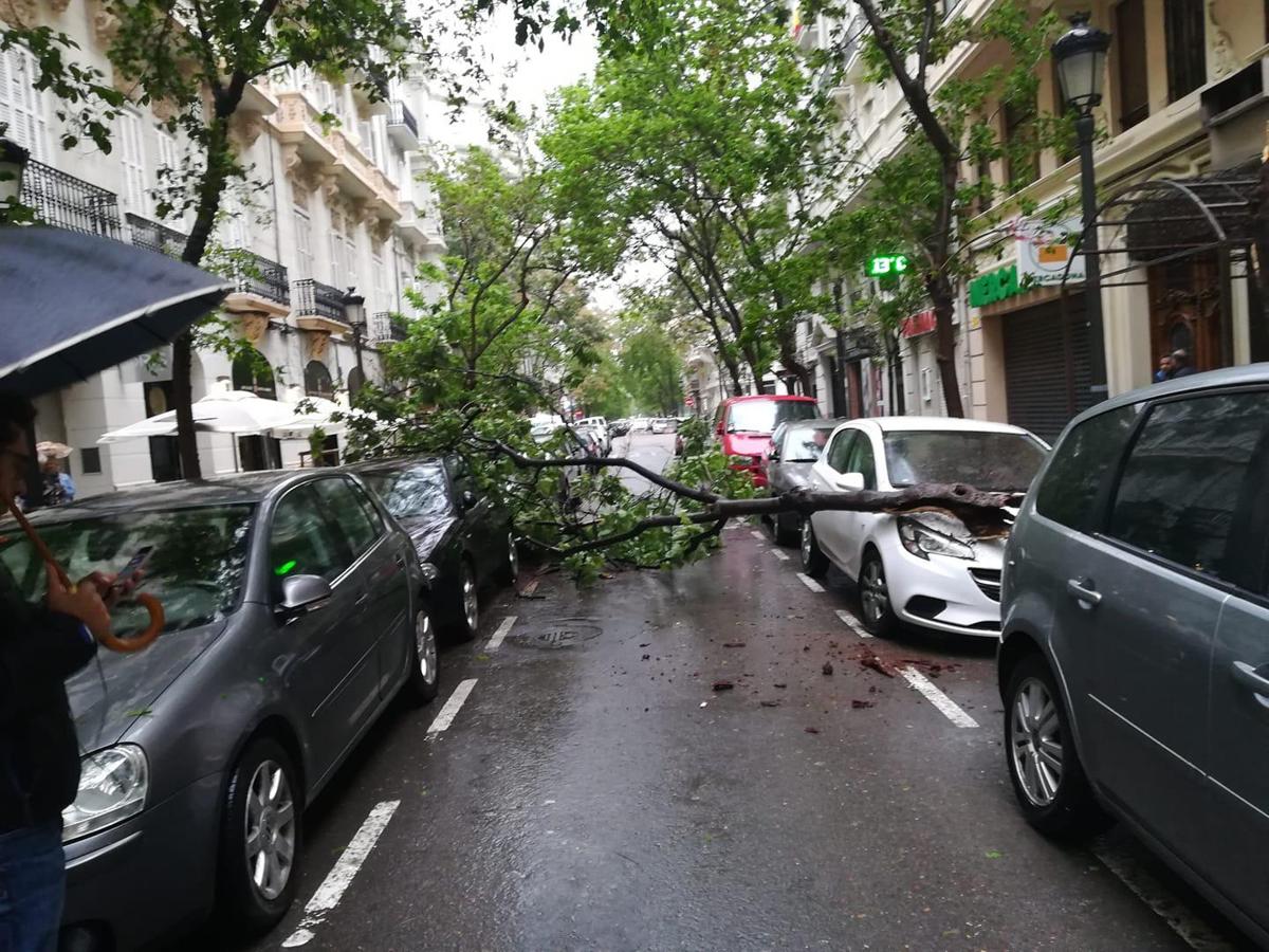 Un árbol caído en la calle Almirante Cadarso de Valencia.