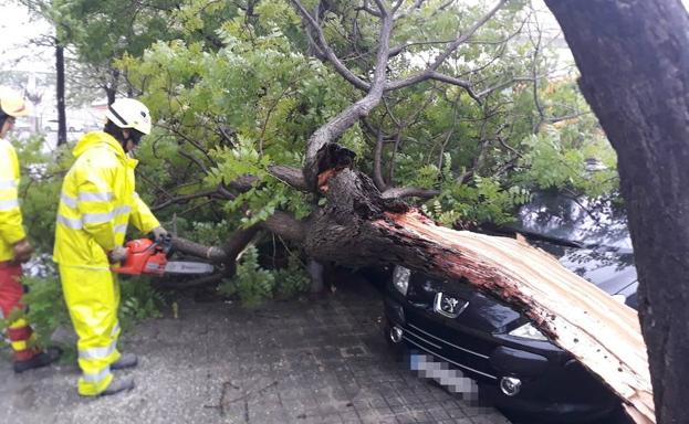 Los bomberos del Consorcio Provincial de Valencia retiran un árbol caído. 