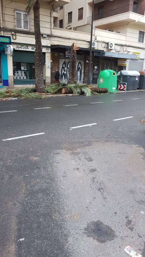 Una palmera derrumbada por el temporal en Valencia.