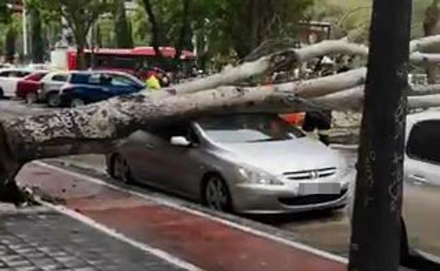 El árbol, sobre el coche aparcado.