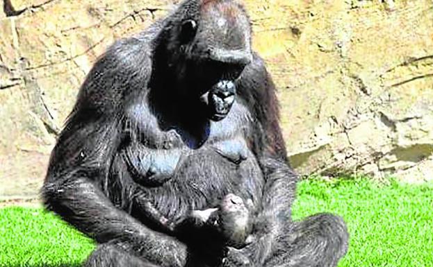 El bebé gorila juega con su madre, Ali.