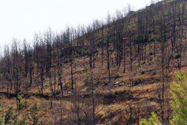 Estado de un monte arrasado por el fuego. 