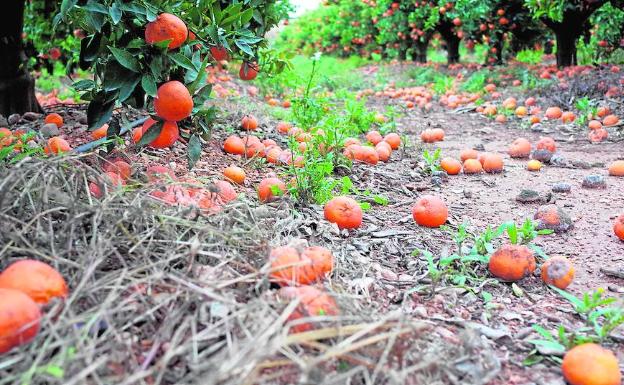 Mandarinas estropeadas en el campo al no poder venderse, como en miles de casos.