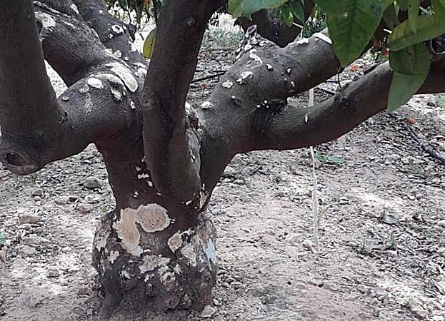  Voracidad. Tronco de un naranjo pelado por los conejos y a punto de morir. 