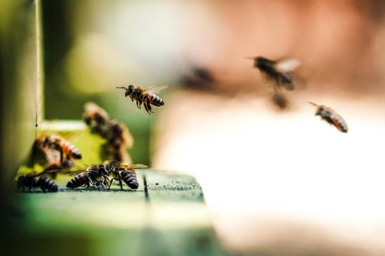 Varias abejas revolotean en torno a una estructura de madera, en una imagen de archivo. 