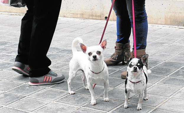 Dos canes en Valencia.