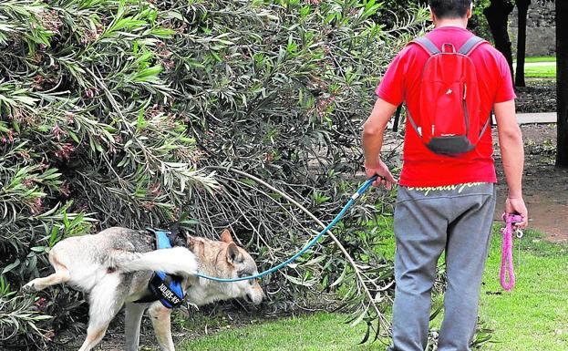 Un perro orina en unos arbustos.