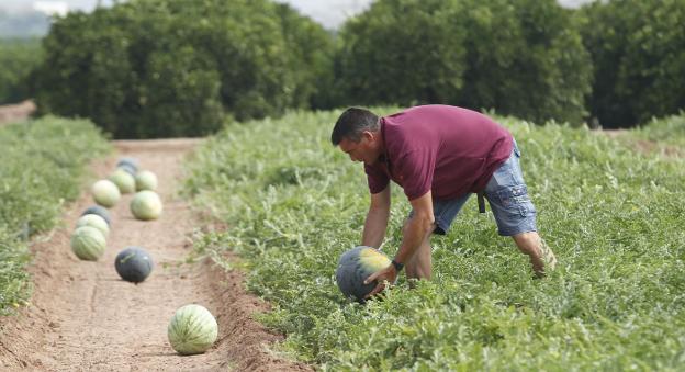 La sandía se suma a los cultivos que desaparecen del campo valenciano