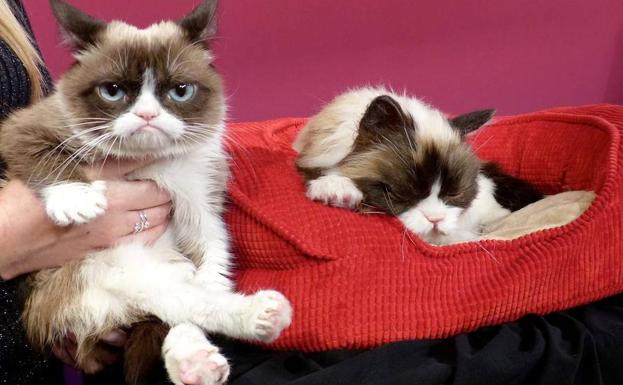 'Grumpy Cat', el famoso gato de internet.