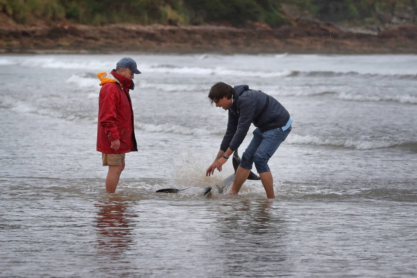 Pese a los esfuerzos de surfistas, voluntarios y agentes del Medio Natural sólo se ha podido devolver al agua con vida a tres de ellos