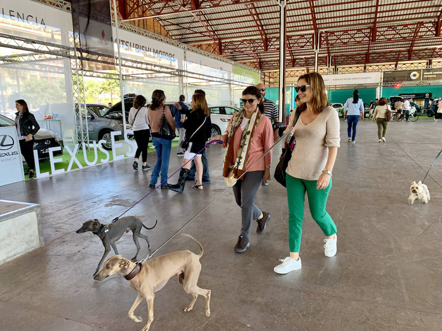 Éxito rotundo de la Feria ECOMOV. Miles de personas se han acercado a La Marina de Valencia para conocer las últimas novedades en eco-movilidad: coches, motos y bicicletas eléctricas. Del viernes 17 al domingo 19 de mayo, se han realizado cientos de pruebas para dar a conocer al público la realidad de los nuevos vehículos ecológicos.