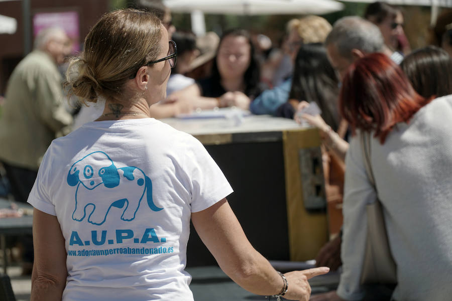 Unos 40 perros de todo tipo han desfilado este domingo en la plaza exterior del Bioparc de Valencia en busca de una familia que los adopte. Se trataba de la 14 edición de esta acción solidaria organizada por A.U.P.A (Adopta Un Perro Abandonado) y BIOPARC Valencia. Más información en adoptaunperroabandonado.es