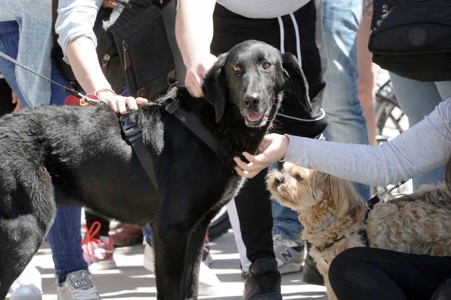 Unos 40 perros de todo tipo han desfilado este domingo en la plaza exterior del Bioparc de Valencia en busca de una familia que los adopte. Se trataba de la 14 edición de esta acción solidaria organizada por A.U.P.A (Adopta Un Perro Abandonado) y BIOPARC Valencia.