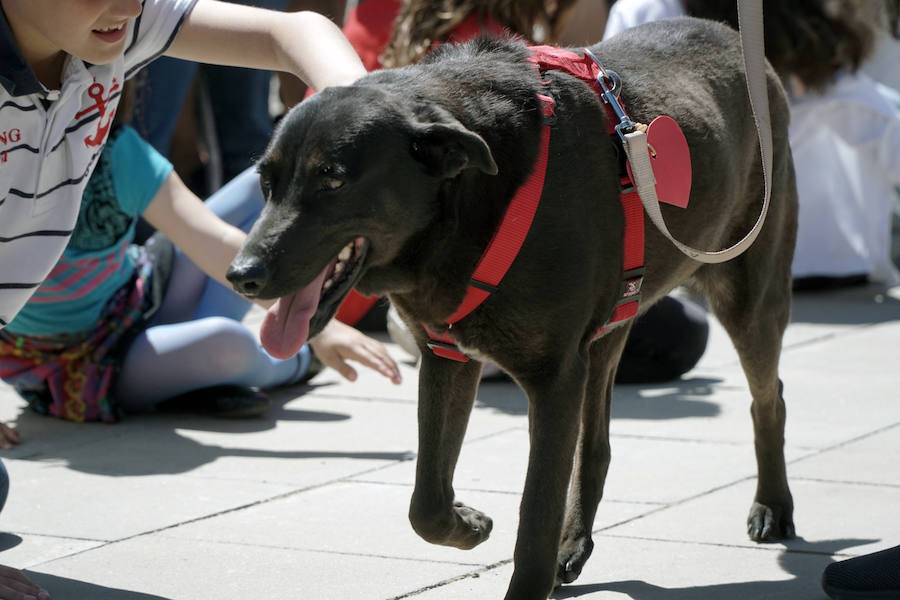 Unos 40 perros de todo tipo han desfilado este domingo en la plaza exterior del Bioparc de Valencia en busca de una familia que los adopte. Se trataba de la 14 edición de esta acción solidaria organizada por A.U.P.A (Adopta Un Perro Abandonado) y BIOPARC Valencia.