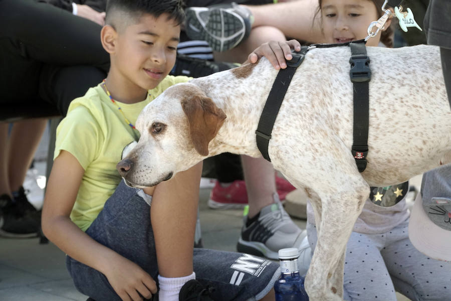 Unos 40 perros de todo tipo han desfilado este domingo en la plaza exterior del Bioparc de Valencia en busca de una familia que los adopte. Se trataba de la 14 edición de esta acción solidaria organizada por A.U.P.A (Adopta Un Perro Abandonado) y BIOPARC Valencia.