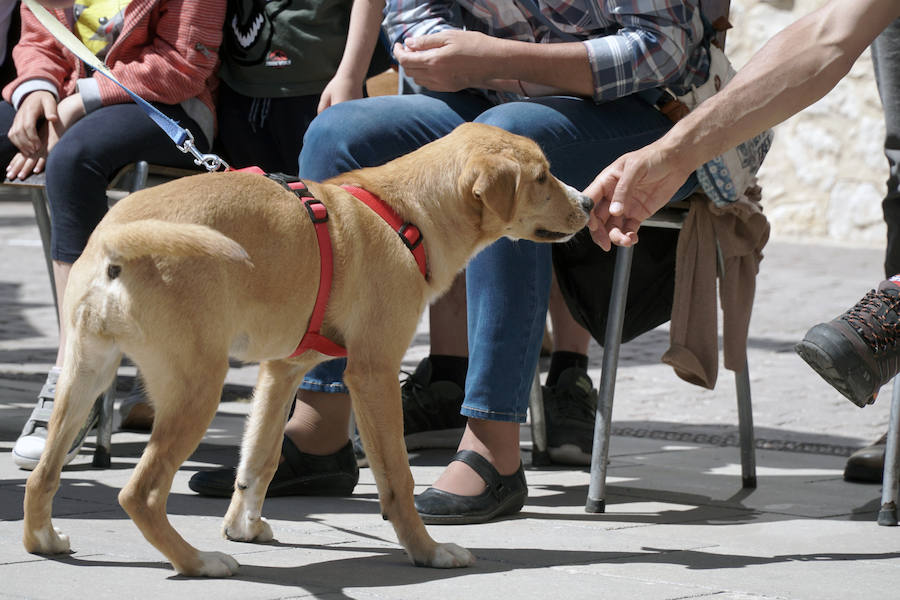 Unos 40 perros de todo tipo han desfilado este domingo en la plaza exterior del Bioparc de Valencia en busca de una familia que los adopte. Se trataba de la 14 edición de esta acción solidaria organizada por A.U.P.A (Adopta Un Perro Abandonado) y BIOPARC Valencia.