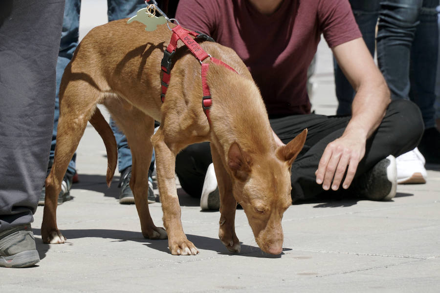 Unos 40 perros de todo tipo han desfilado este domingo en la plaza exterior del Bioparc de Valencia en busca de una familia que los adopte. Se trataba de la 14 edición de esta acción solidaria organizada por A.U.P.A (Adopta Un Perro Abandonado) y BIOPARC Valencia.