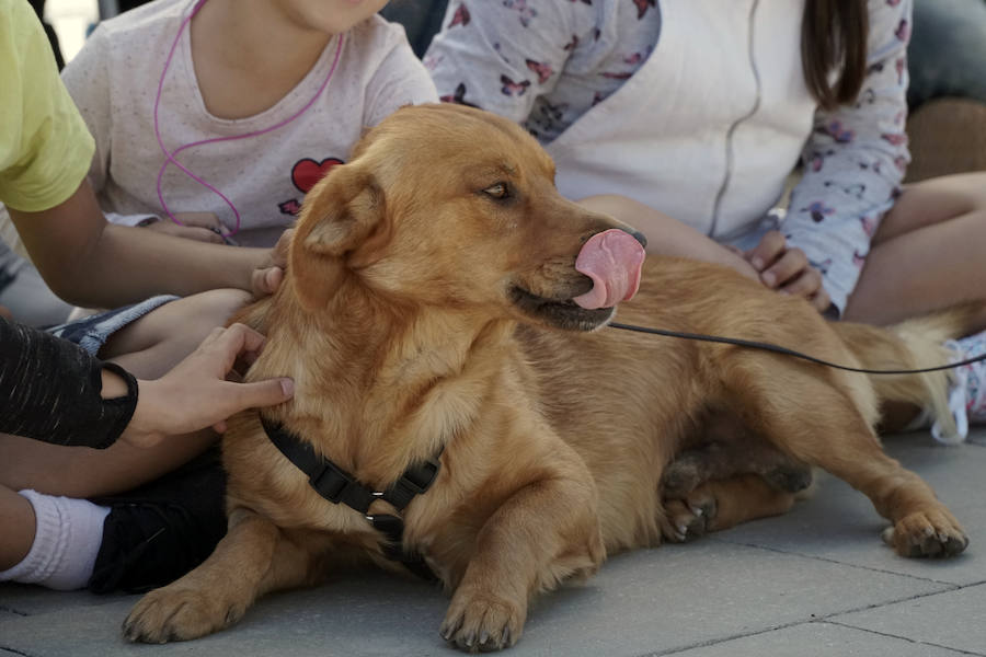 Unos 40 perros de todo tipo han desfilado este domingo en la plaza exterior del Bioparc de Valencia en busca de una familia que los adopte. Se trataba de la 14 edición de esta acción solidaria organizada por A.U.P.A (Adopta Un Perro Abandonado) y BIOPARC Valencia.