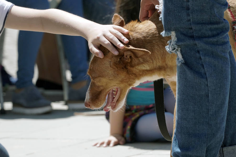 Unos 40 perros de todo tipo han desfilado este domingo en la plaza exterior del Bioparc de Valencia en busca de una familia que los adopte. Se trataba de la 14 edición de esta acción solidaria organizada por A.U.P.A (Adopta Un Perro Abandonado) y BIOPARC Valencia.