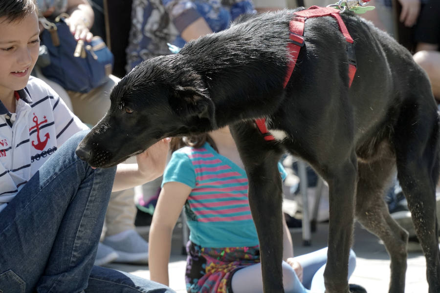 Unos 40 perros de todo tipo han desfilado este domingo en la plaza exterior del Bioparc de Valencia en busca de una familia que los adopte. Se trataba de la 14 edición de esta acción solidaria organizada por A.U.P.A (Adopta Un Perro Abandonado) y BIOPARC Valencia.