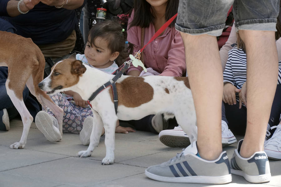 Unos 40 perros de todo tipo han desfilado este domingo en la plaza exterior del Bioparc de Valencia en busca de una familia que los adopte. Se trataba de la 14 edición de esta acción solidaria organizada por A.U.P.A (Adopta Un Perro Abandonado) y BIOPARC Valencia.