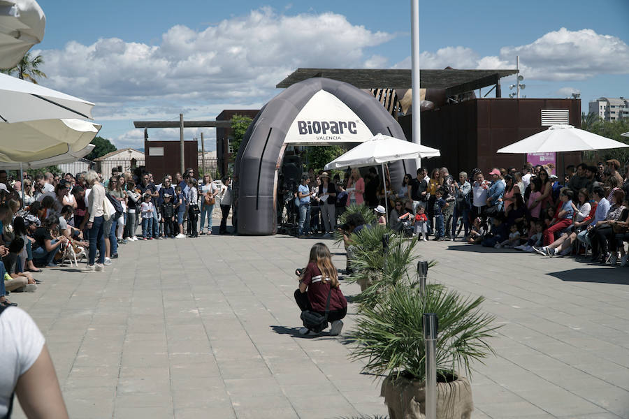 Unos 40 perros de todo tipo han desfilado este domingo en la plaza exterior del Bioparc de Valencia en busca de una familia que los adopte. Se trataba de la 14 edición de esta acción solidaria organizada por A.U.P.A (Adopta Un Perro Abandonado) y BIOPARC Valencia.