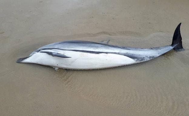 La razón por la que han aparecido 15 delfines muertos en la costa de Cantabria