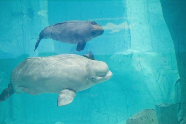 Dos de las belugas del Oceanogràfic. 